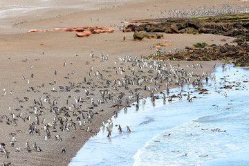 A Raft of Magellanic Penguin Walking on landing Beach to colony.  Punta Tombo reserve, Argentina
