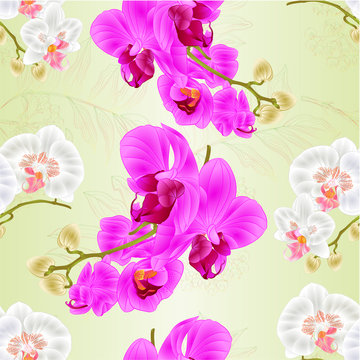Seamless texture stems orchids Phalaenopsis White and purple flowers and buds tropical plants  vintage vector botanical illustration for design hand draw