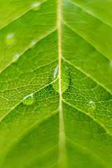 Goutte d'eau sur feuille