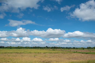 rice green field and blue sky