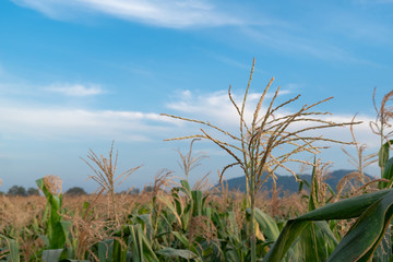 beautiful flower of corns blooming in field