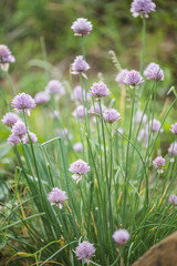 Purple flower of Wild Chives, Flowering Onion, Garlic Chives,  . Latin name is Allium Schoenoprasum.