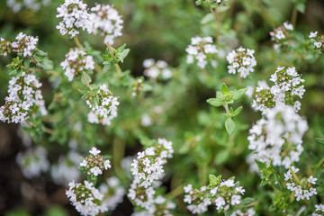 Thyme - Thymus vulgaris fresh in garden with flowers