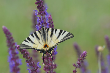 Iphiclides podalirius, Scarce swallowtail Butterfly feeding on wild flower. Beautiful swallowtail butterfly