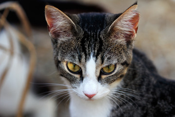 Portrait of feral multicolored cat in the countryside