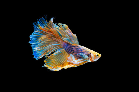The moving moment beautiful of yellow siamese betta fish or half moon betta splendens fighting fish in thailand on black background. Thailand called Pla-kad or dumbo big ear fish.
