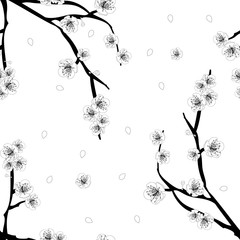 Plum Blossom Flower Outline on White Background.