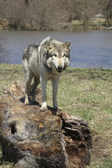 Wolf on a Log