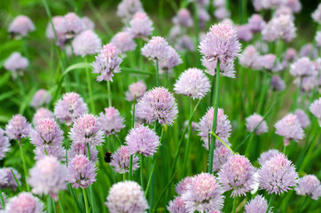 blooming garden onion