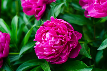 Garden peonies closeup