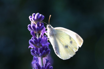 Kohlweißling auf Lavendel