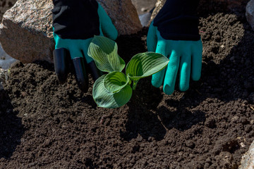 Gardeners hands planting flowers