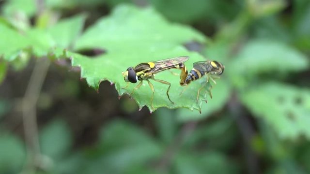 Accouplement syrphe.