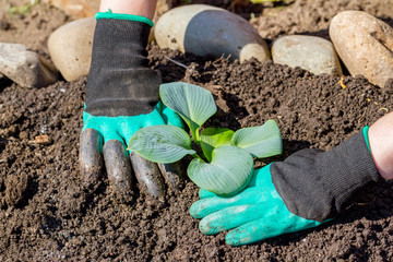 Gardeners hand planting flowers in pot with dirt or soil