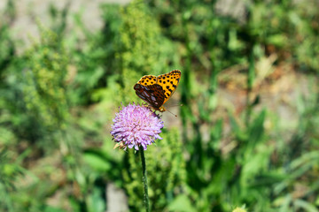 butterfly sits on a flower in the grass.