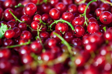 Red currant berries on leaves