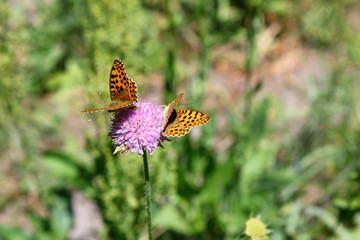 butterfly sits on a flower in the grass.