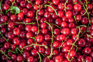 Red currant berries on leaves