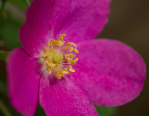 Obraz premium Wild Rose in Alaska