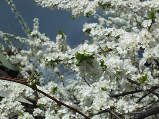 flowering plum 04