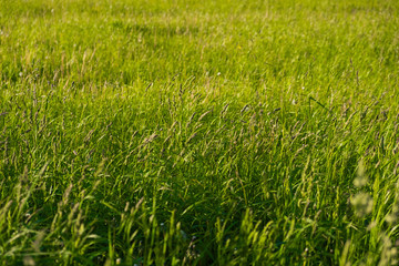 Fresh green grass
