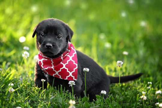 Black Puppy Running In Grass