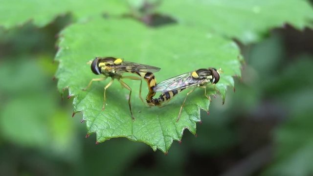 Accouplement syrphe.