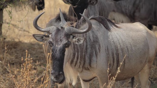 Wildebeest migration in Africa. Close up look at a Gnu. Black wildebeest or white-tailed gnu (Connochaetes gnou) is one of two closely related wildebeest species. 