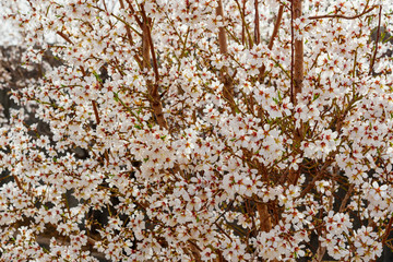 Blooming almond tree