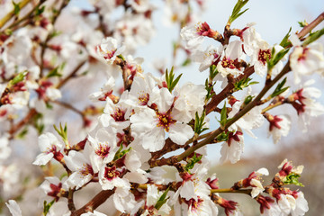 Blooming almond tree