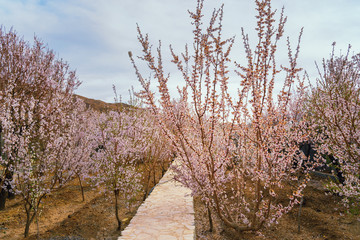 Garden of blooming almond tree