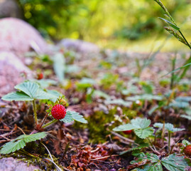 Natural Macro Photograph of a red wild strawberry in nature.
