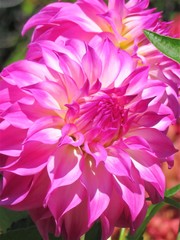 Beautiful Dahlia flowers blooming in a garden