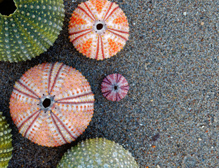collection of colorful sea urchins on sand beach, space for typing