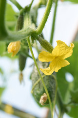 Yellow flowers of cucumber on the bush