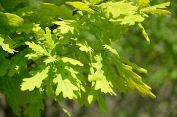 Oak leaves on a blurred background with bokeh