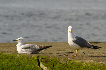 Two snow-white seagulls rest on the parapet of the embankment