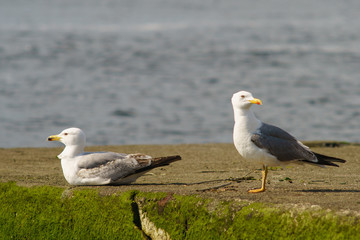 Two snow-white seagulls rest on the parapet of the embankment