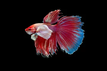 Keuken spatwand met foto The moving moment beautiful of red siamese betta fish or half moon betta splendens fighting fish in thailand on black background. Thailand called Pla-kad or dumbo big ear fish. © Soonthorn