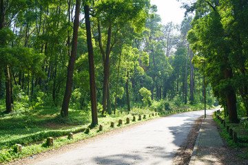 Fototapeta premium Asphalt road through the forest in Northern Portugal