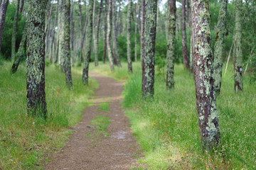 Fototapeta premium Piękny las w północnej Portugalii. Zielony mech na pniu drzew