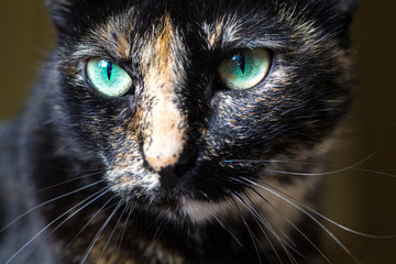 Green eyes cat