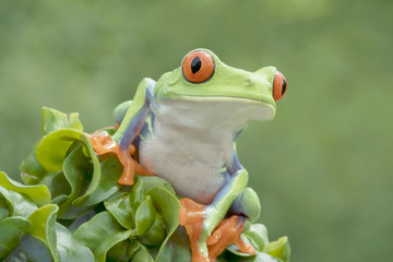Red-eyed Tree frog (Agalychnis callidryas) in Rainforest