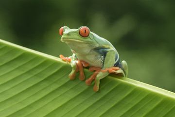 Red-eyed Tree frog (Agalychnis callidryas) in Rainforest