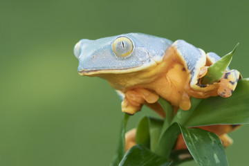 Juvenile Splendid Leaf Frog in Rainforest