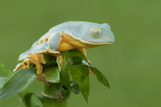 Juvenile Splendid Leaf Frog in Rainforest