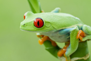 Red-eyed Tree frog (Agalychnis callidryas) in Rainforest
