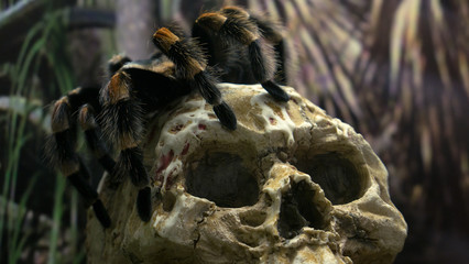 Mexican red-kneed tarantula