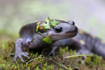 Spotted Salamander on Moss