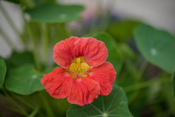 Tropaeolum majus garden nasturtium, Indian cress, or monks cress) is a flowering plant in the family Tropaeolaceae, originating in the Andes from Bolivia north to Colombia. 